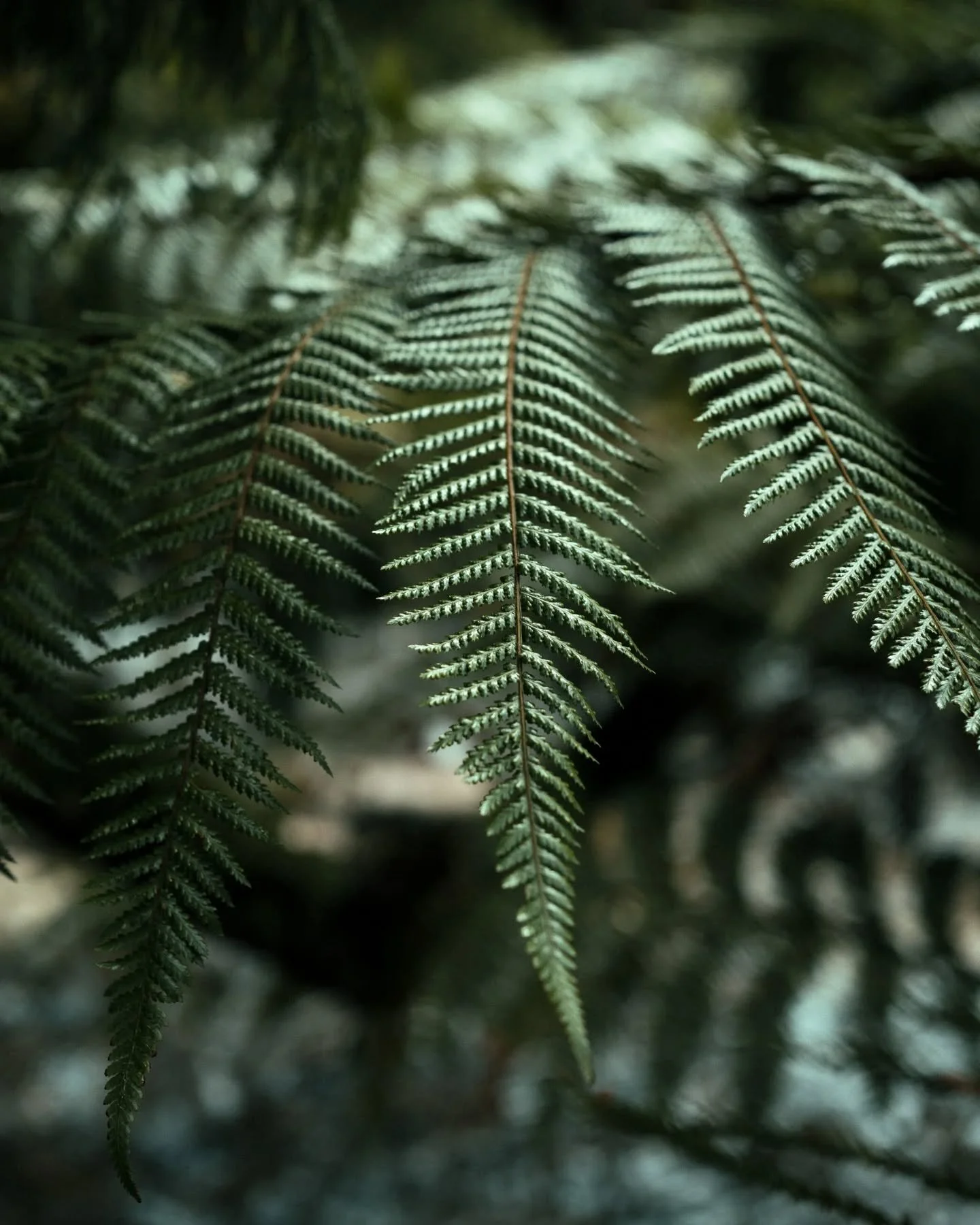 Leafy textures on our walk.