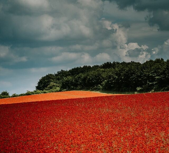 Poppies #6 #poppies #summer #cotswolds #condicote #environment #globalwarming #climatechange #health #beauty #travel  #landscape #photography #urban #landscape #urbanphotography #travelphotography #documentaryphotography #documentary #photographer #v