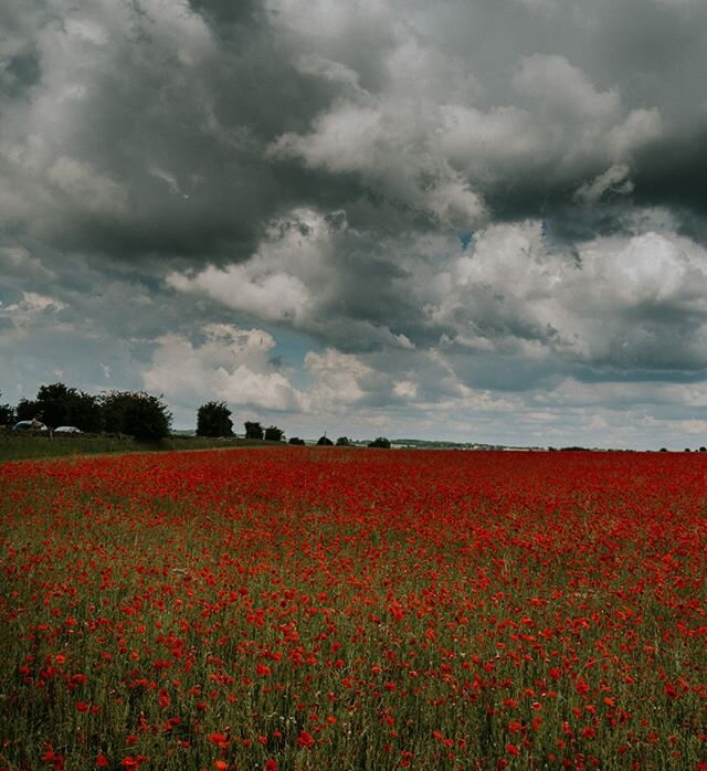 Poppies #3  #poppies #summer #cotswolds #condicote #environment #globalwarming #climatechange #health #beauty #travel  #landscape #photography #urban #landscape #urbanphotography #travelphotography #documentaryphotography #documentary #photographer #