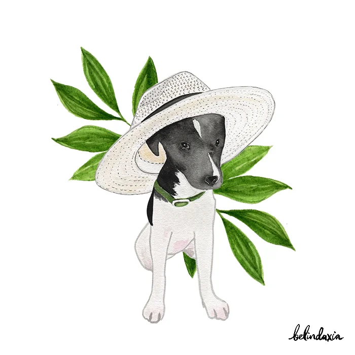DogInHat.jpg