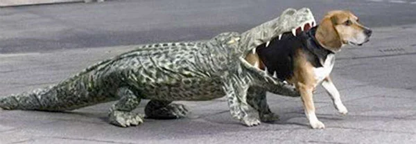 DogCostumes2.jpg