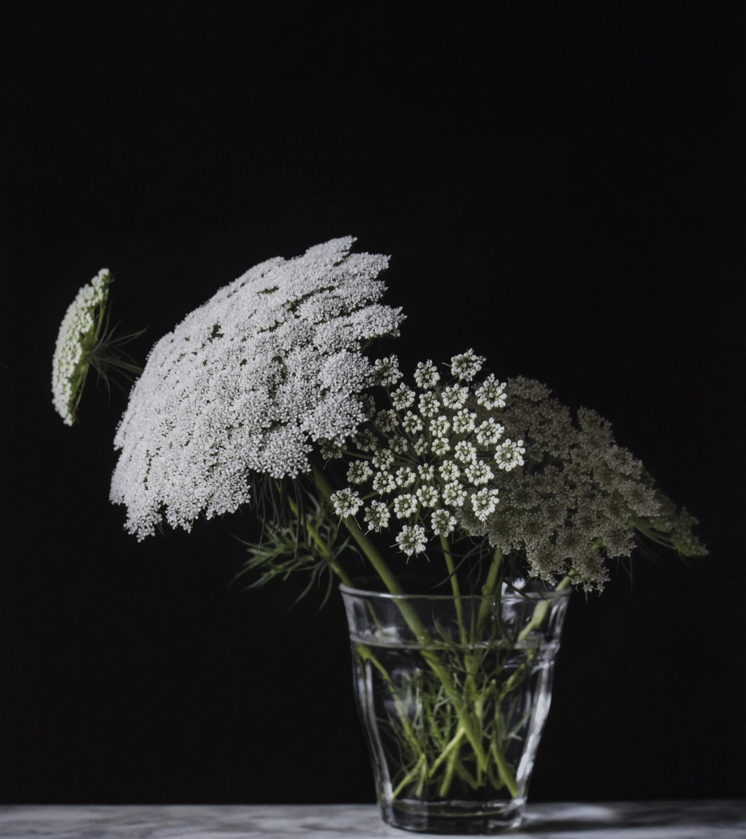 Fleurs de carottes.jpg