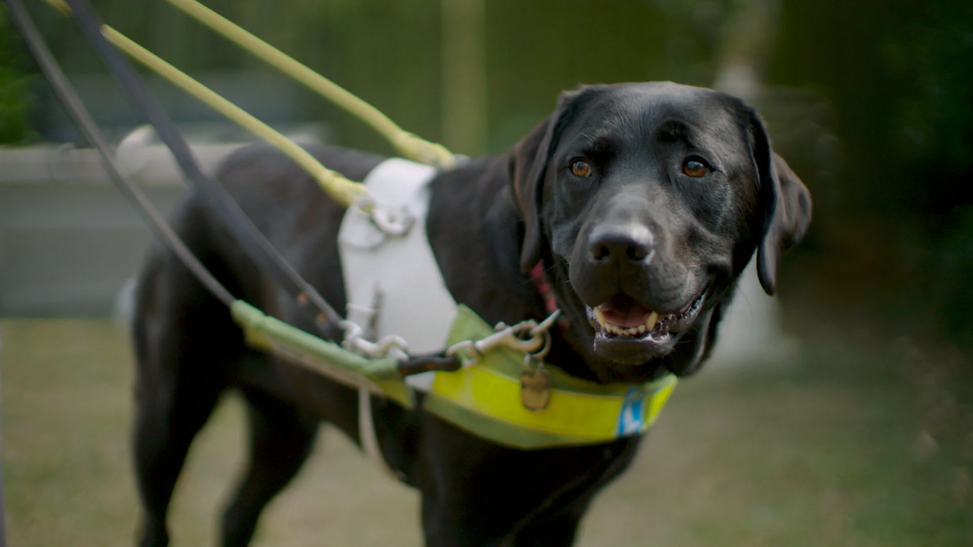 Guide Dogs - Powers of Description