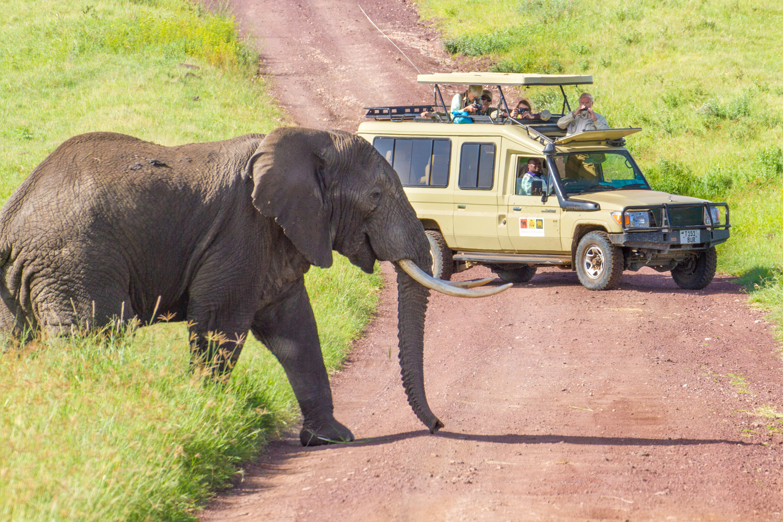 cruiser with elephant crossing.jpg