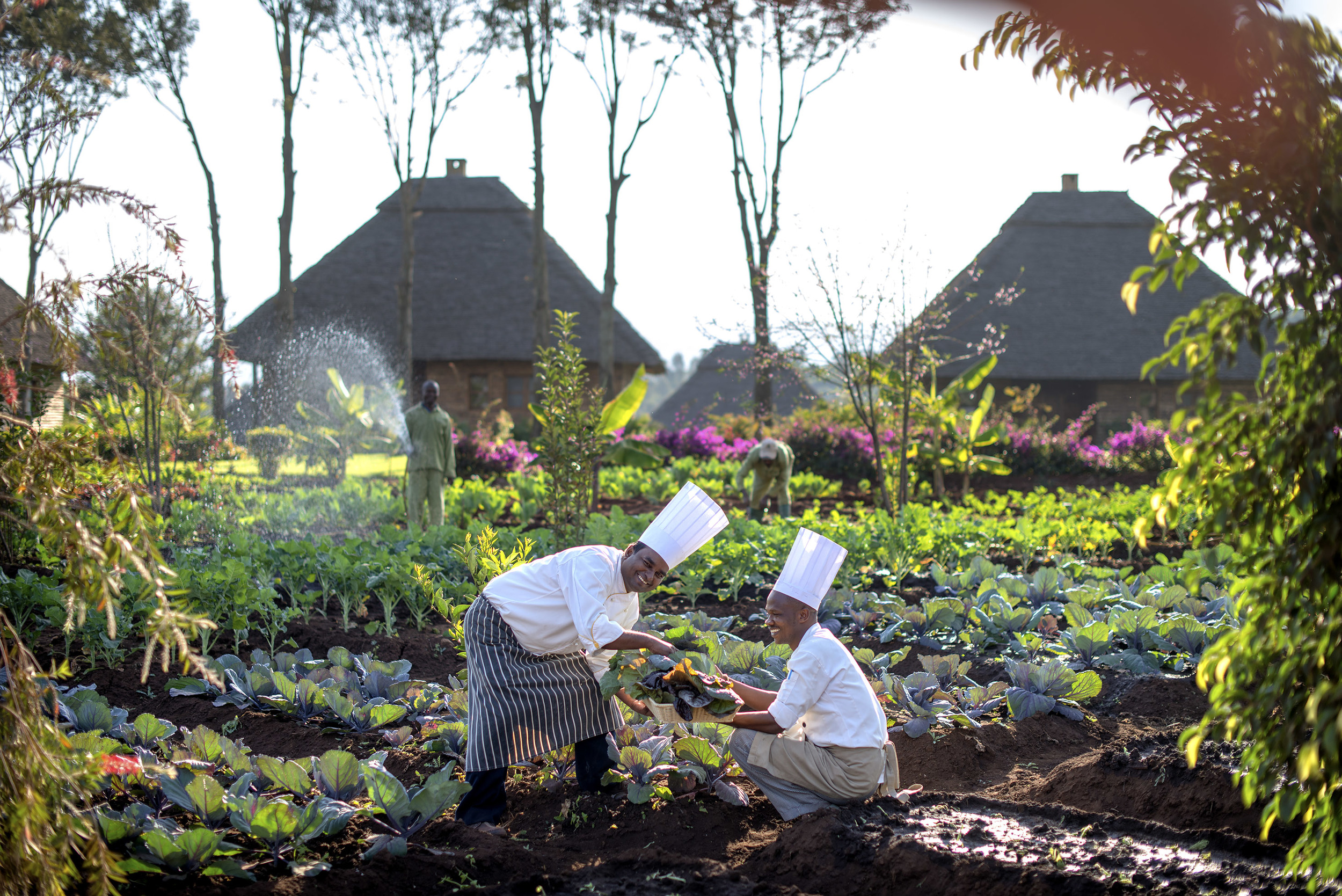 Ngorongoro - chefs in potager_original.jpg