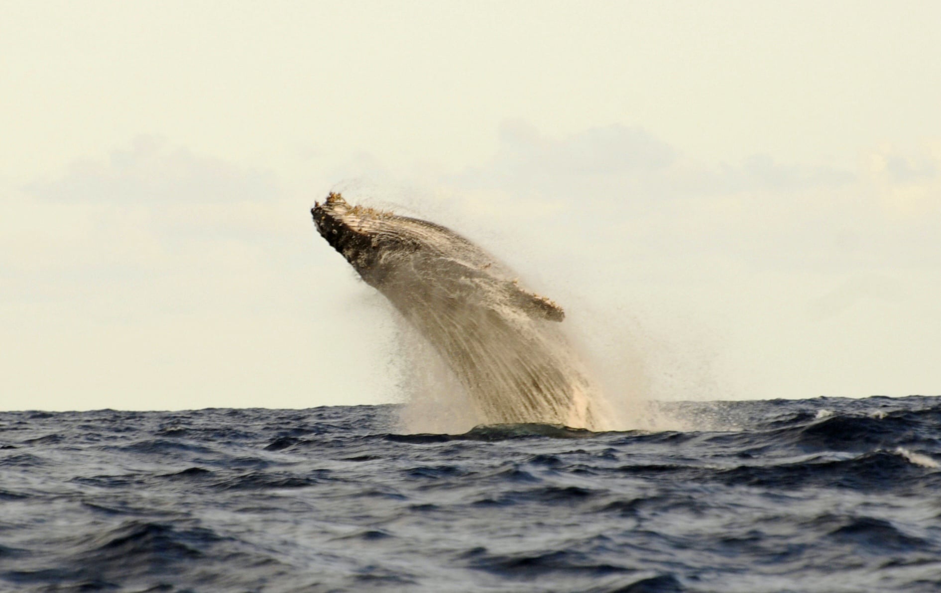 5 Activities - Whalewatching 1.jpg