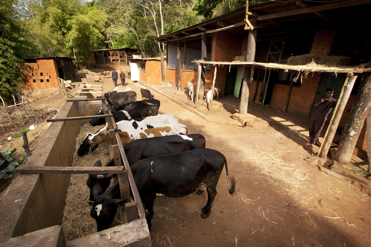 Gibbs_Farm_Tanzania_Safari_Cows_1_Takims_Holidays