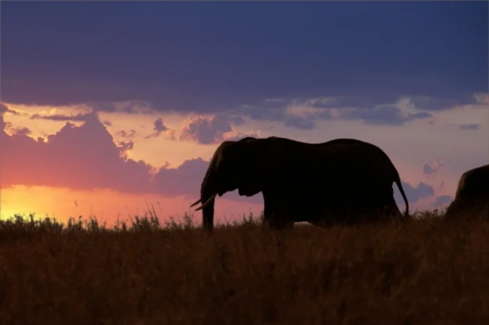 Elephant at sunset.jpg