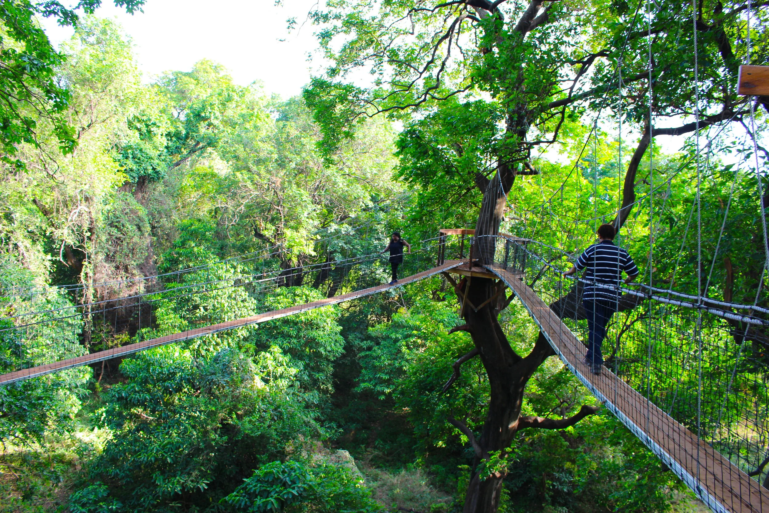 treetop_walkway_lake_manyara_takims_holidays_3