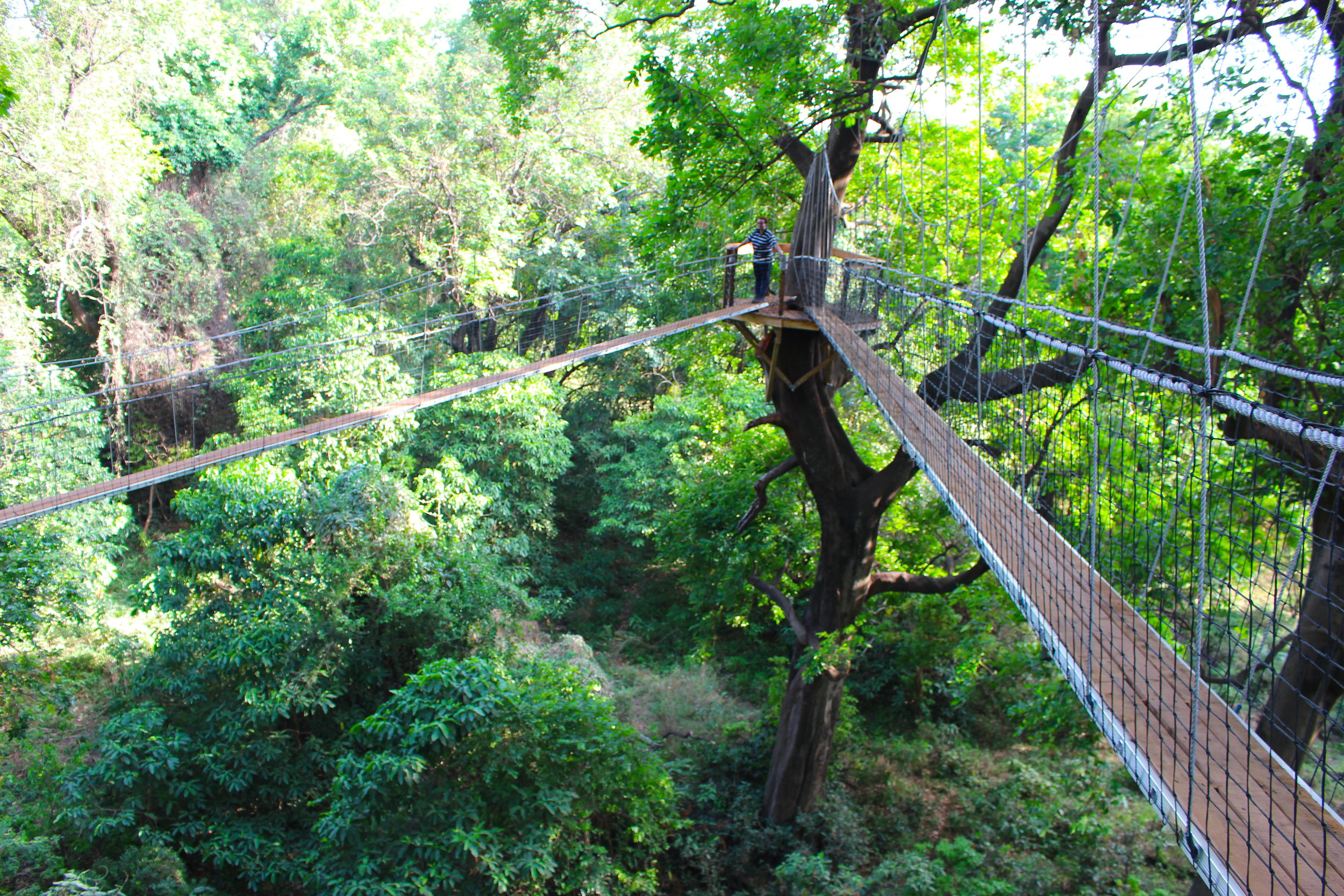 treetop_walkway_lake_manyara_takims_holidays_4