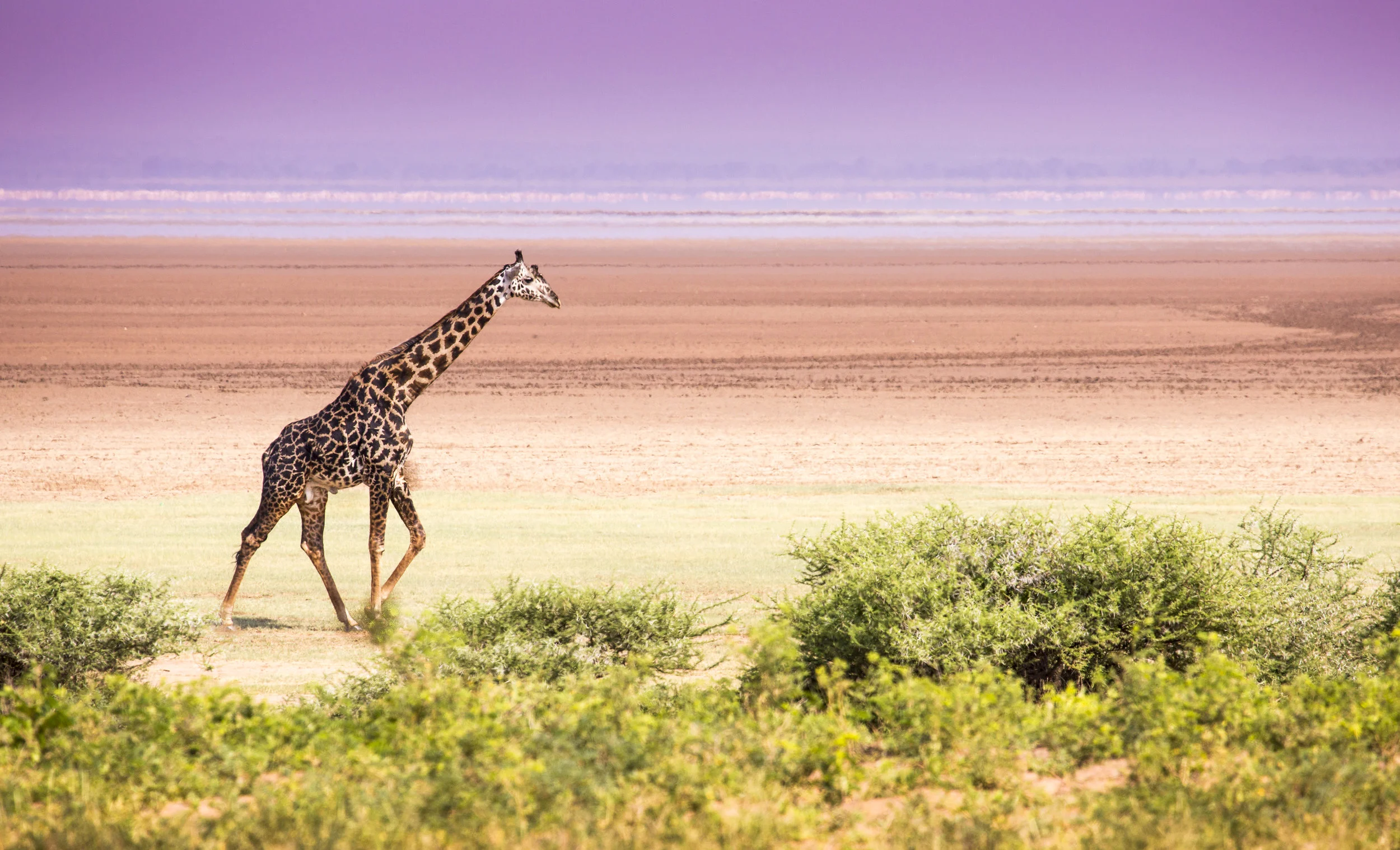 giraffe_takims_holidays.jpg