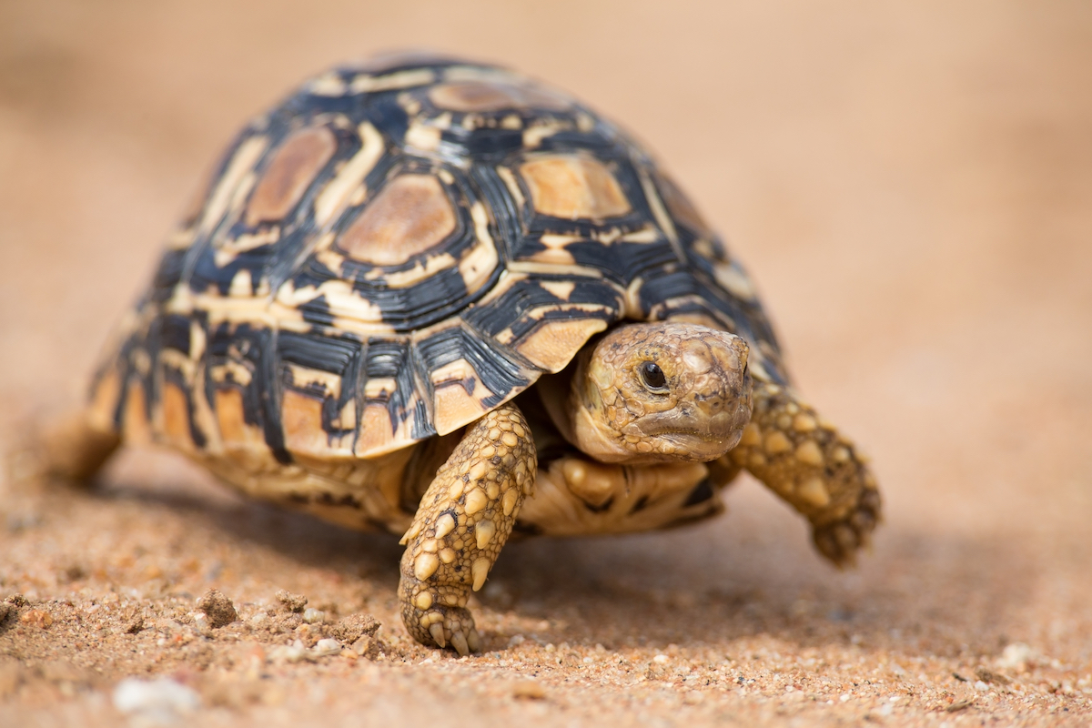 leopard_tortoise_2_takims_holidays_small_little_five.jpg