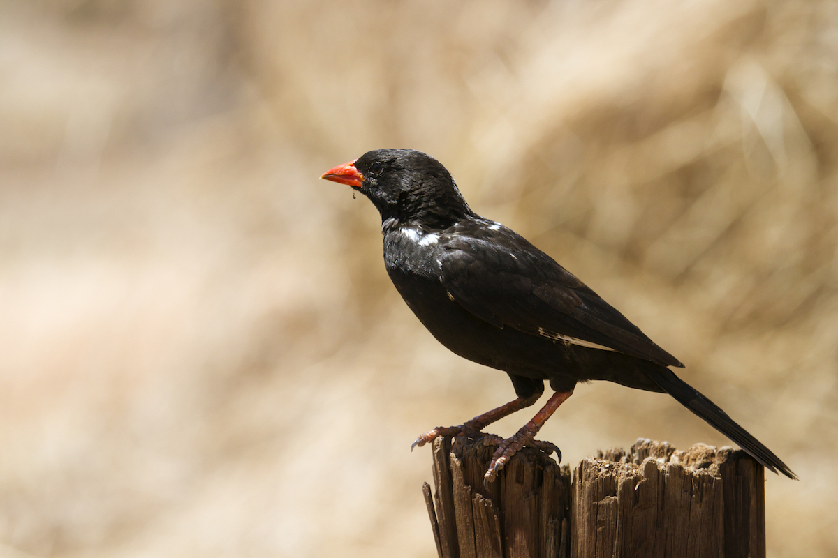 buffalo_weaver_2_takims_holidays_small_little_five.jpg