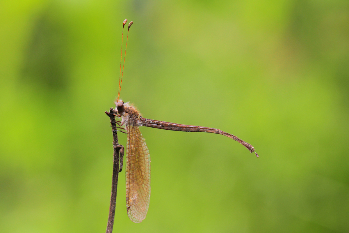 antlion_2_takims_holidays_small_little_five.jpg