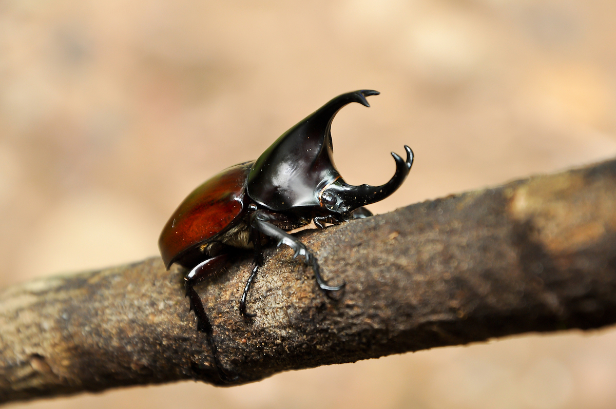 rhino_beetle_1_takims_holidays_small_little_five.jpg