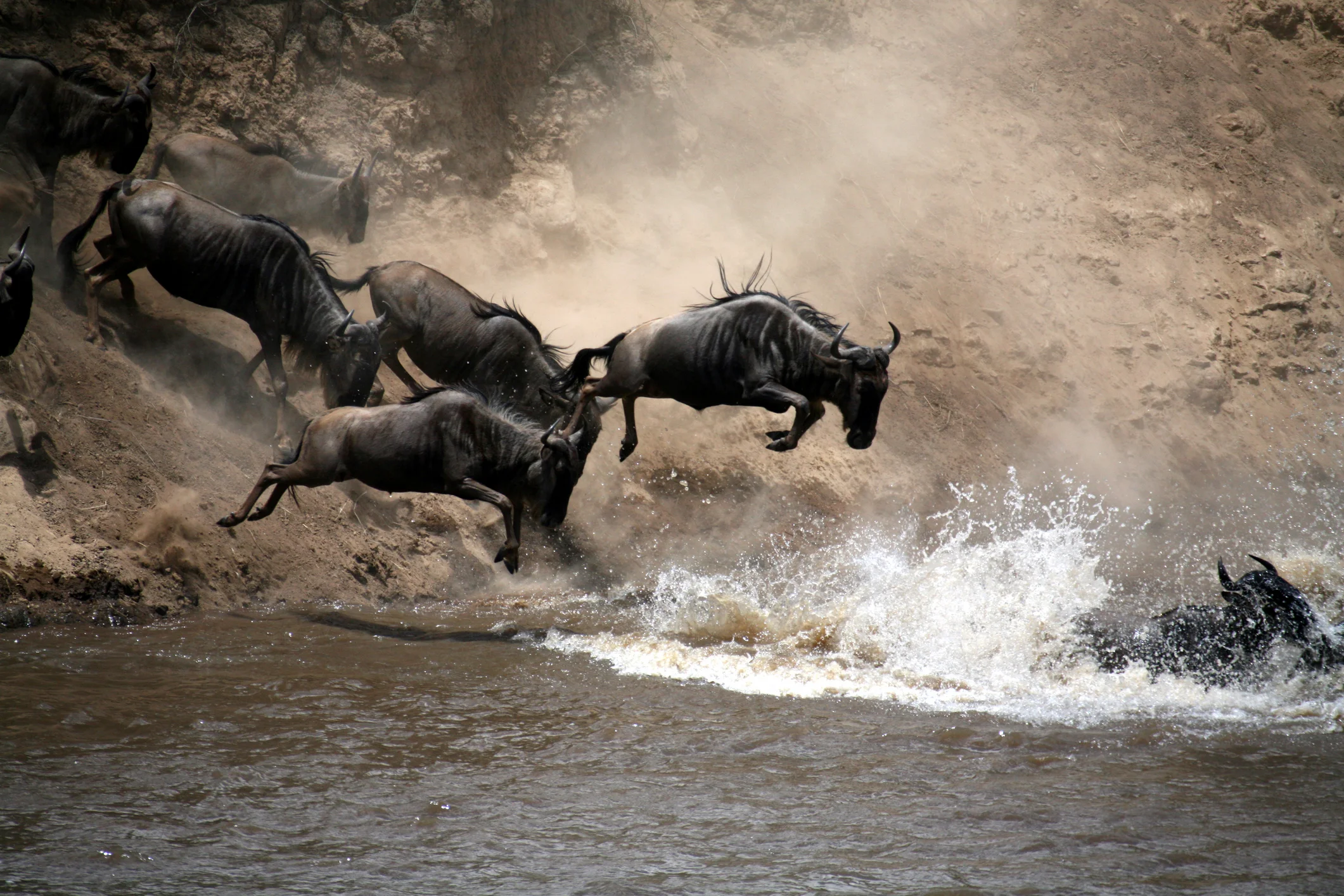 wildbeest river crossing.jpg