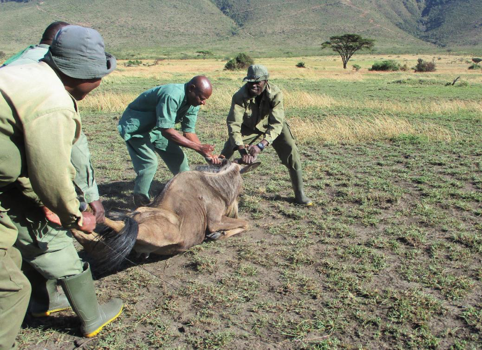  Releasing a rescued wildebeest alive. A dangerous job and requires careful teamwork 