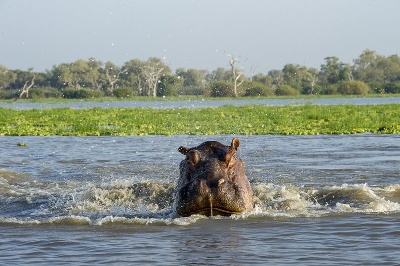 game_drive_roho_ya_selous_asilia_takims_holidays_tanzania6.jpg