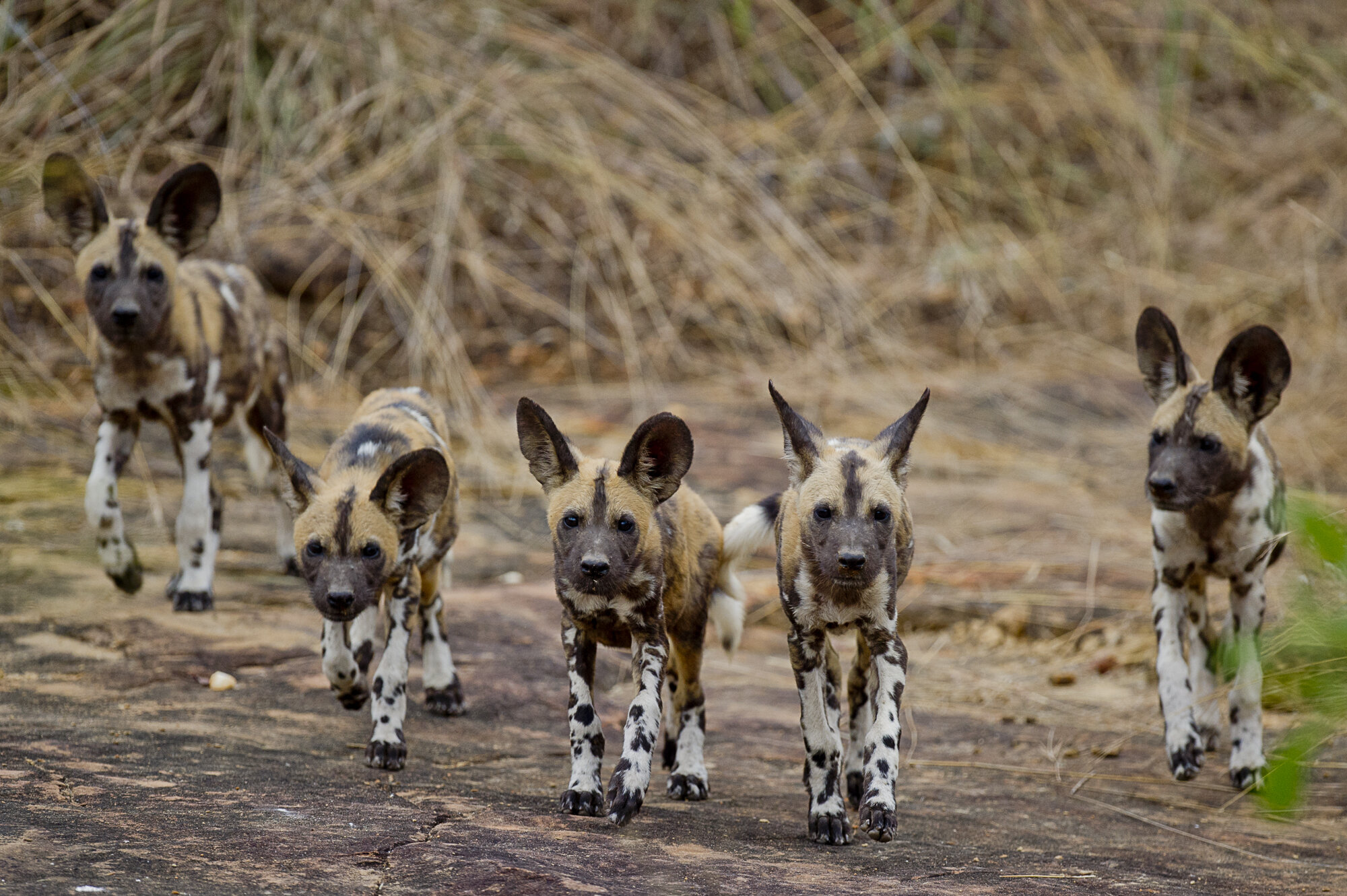 game_drive_roho_ya_selous_asilia_takims_holidays_tanzania7.jpg