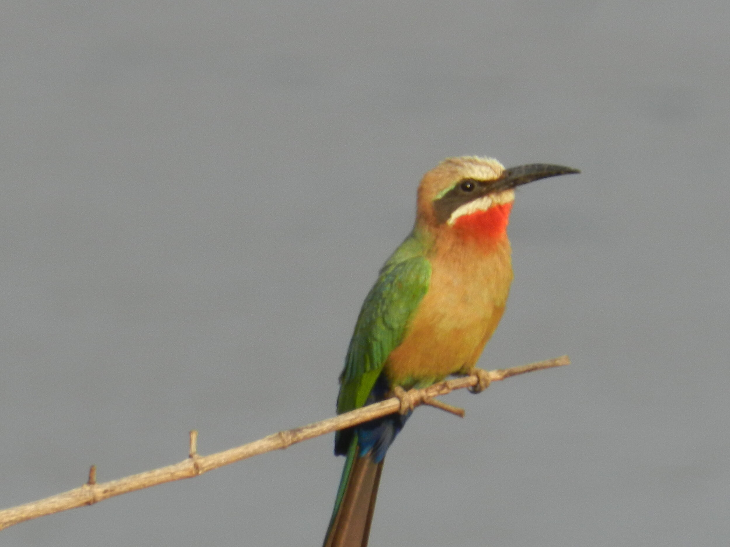 birding_azura_selous_takims_holidays_tanzania2.jpg