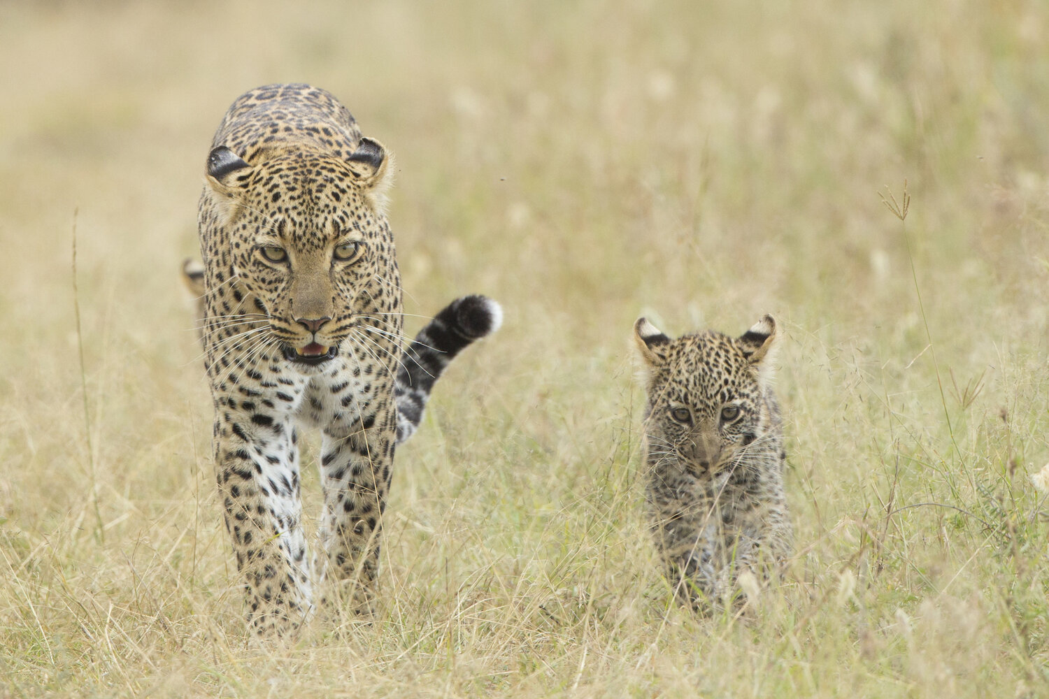 Three Animals that have Mastered the Art of Social Distancing — Tanzania  Safari DMC - Takims Holidays