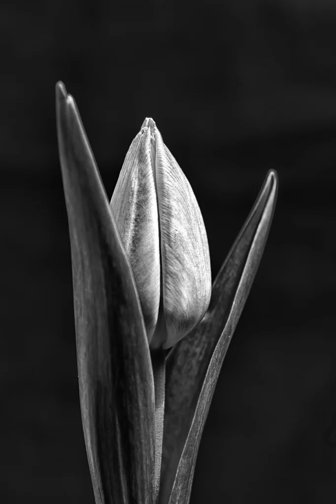 Tulip-III.jpg