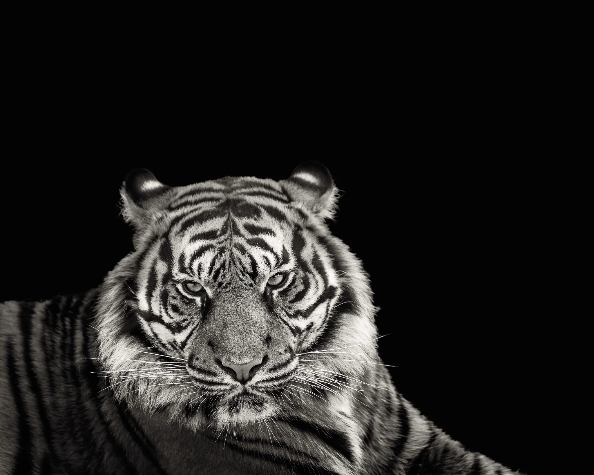 animals-4882-Edit-NEW.jpg