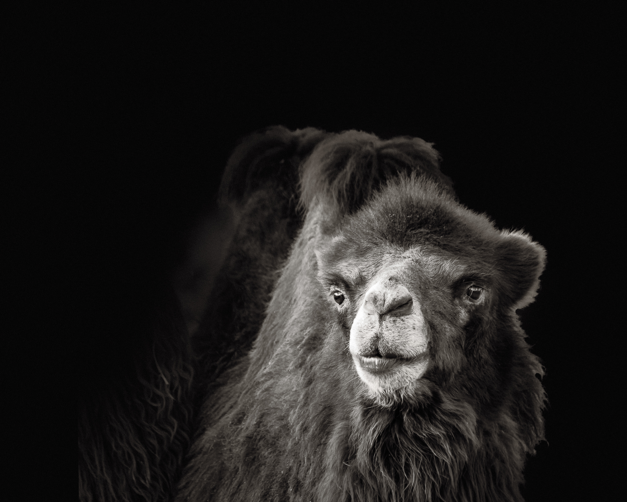animals-5030-Edit-NEW.jpg
