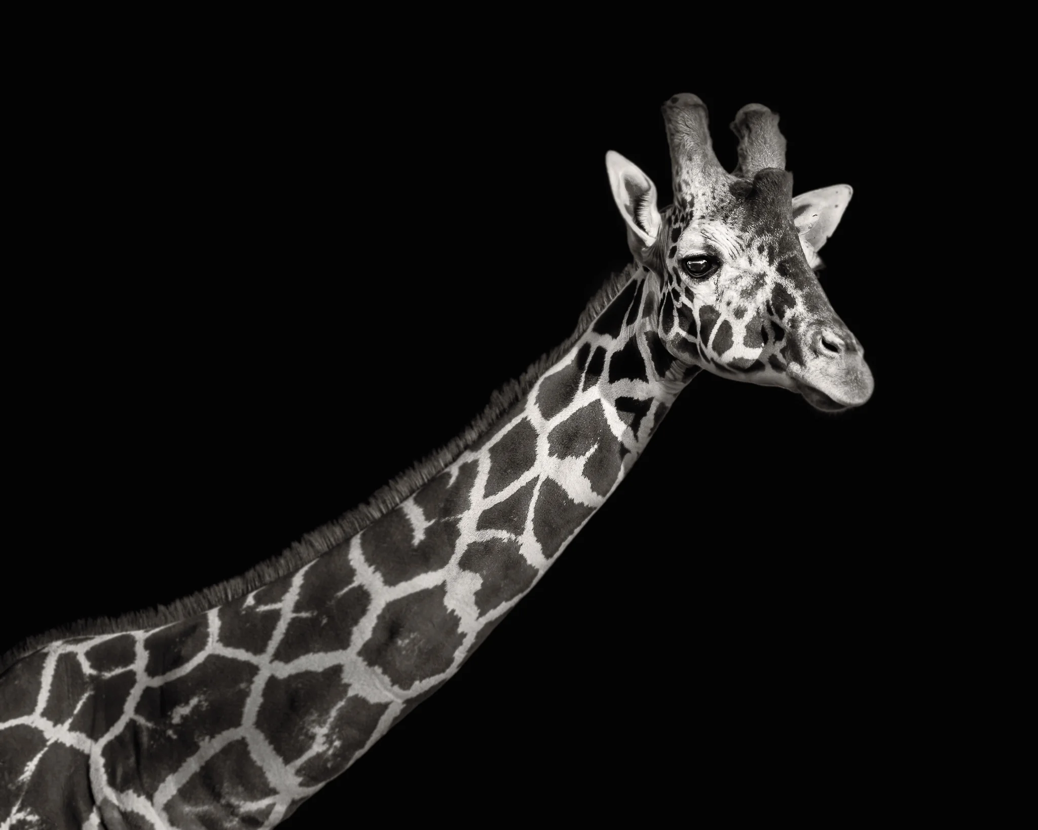 animals-5112-Edit-NEW.jpg