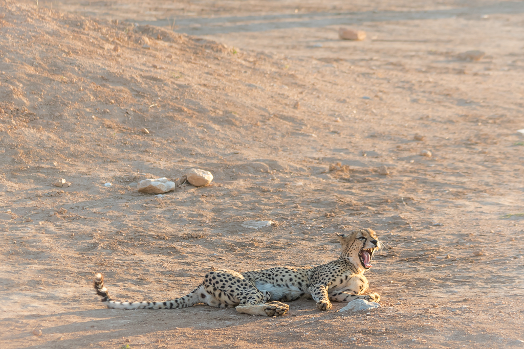 Cheetah yawning
