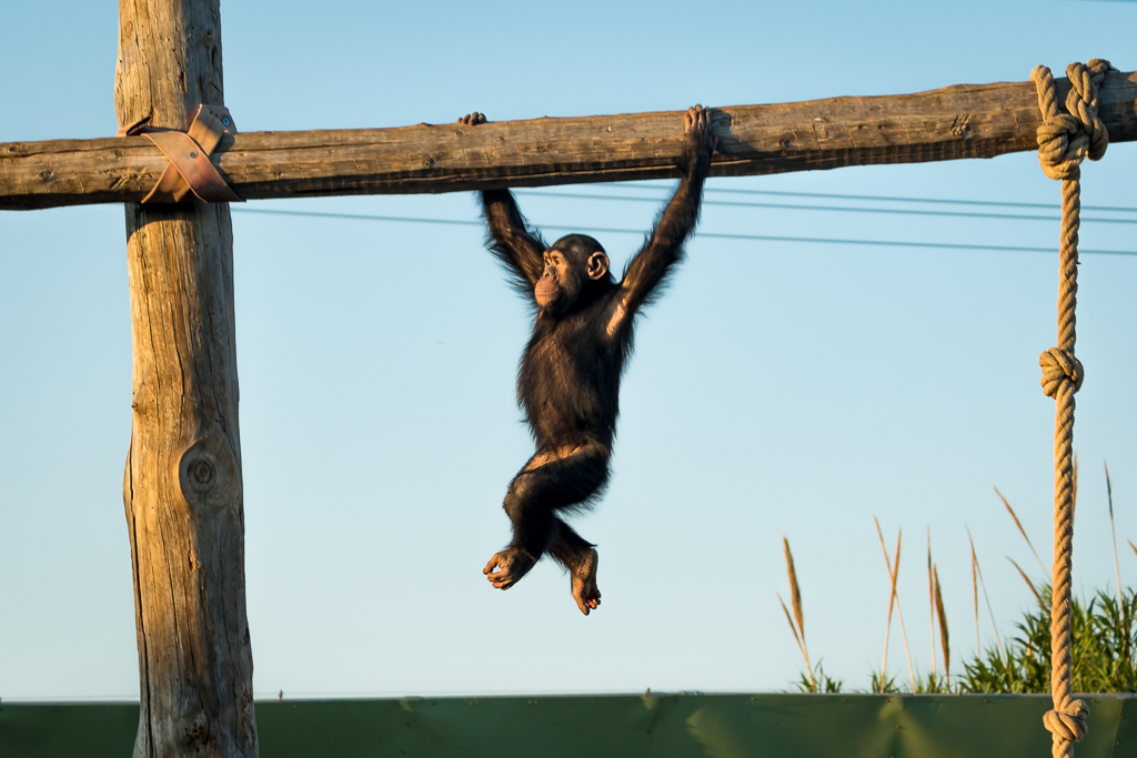 Chimp doing gymnastics-I