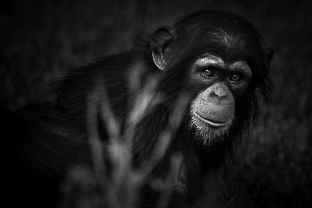 Chimp portrait