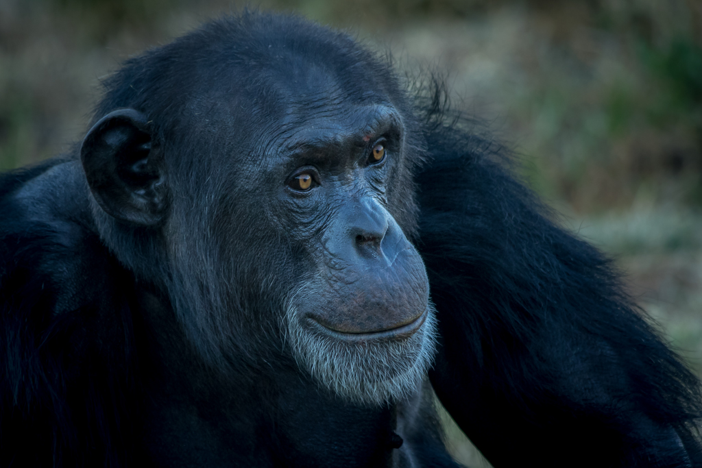 Chimp portrait