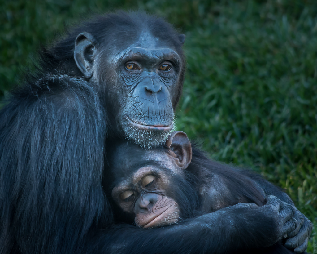 Chimps hugging