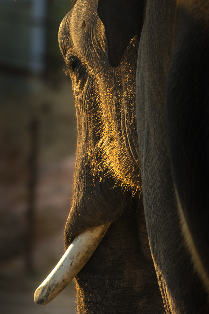 Elephant II