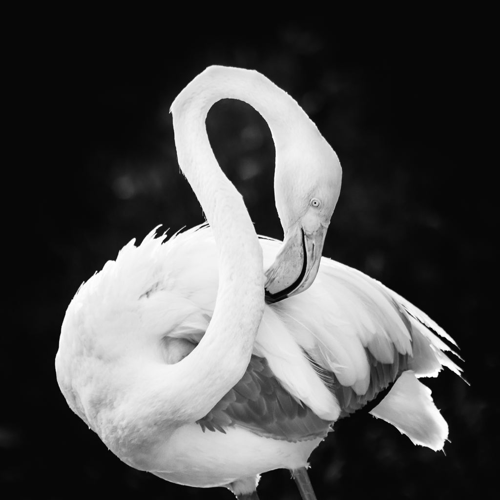 Flamingo in black and white