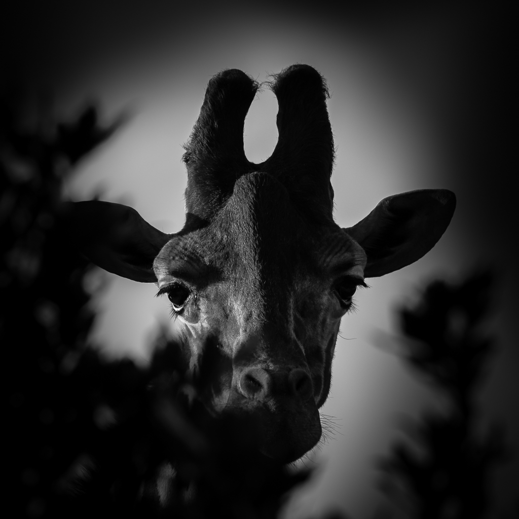 Giraffe in black and white