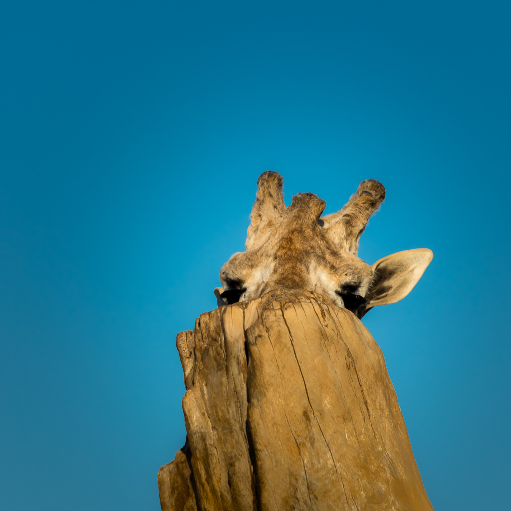Giraffe playing hide and seek