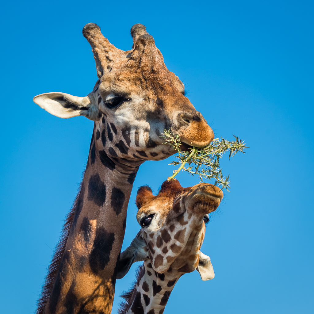 Giraffes at lunch