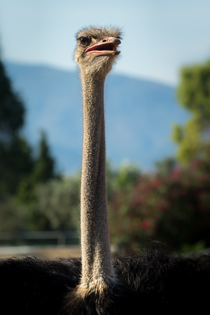 Ostrich