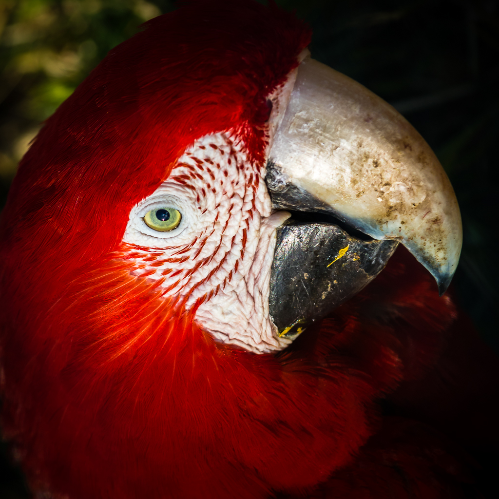 Red and Green Macaw