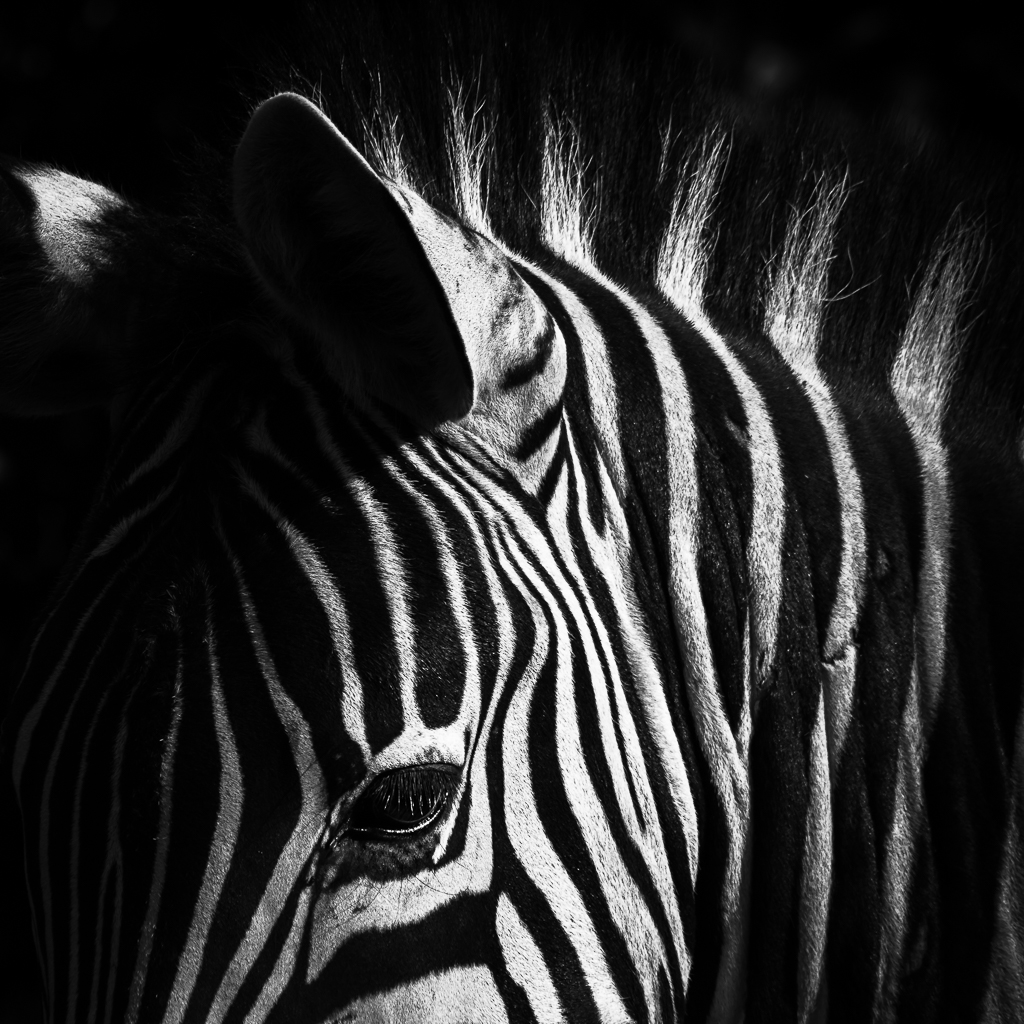 Zebra in black and white