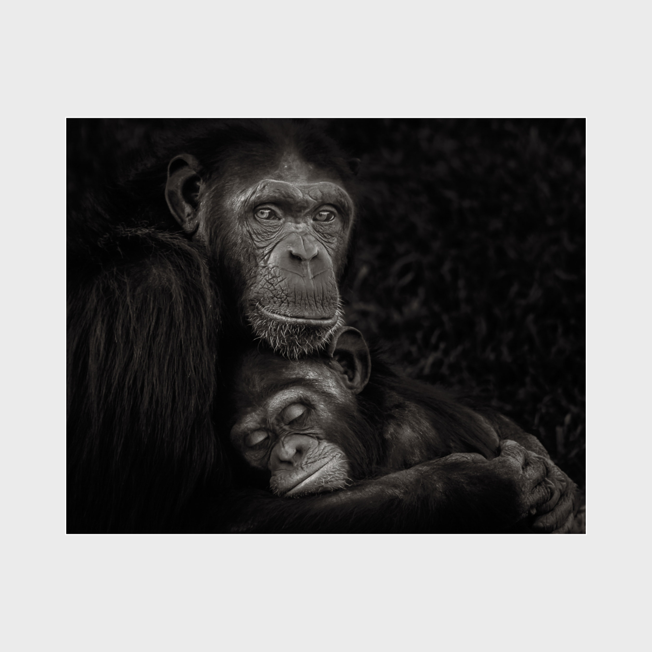 Chimpanzee-Award-02.jpg