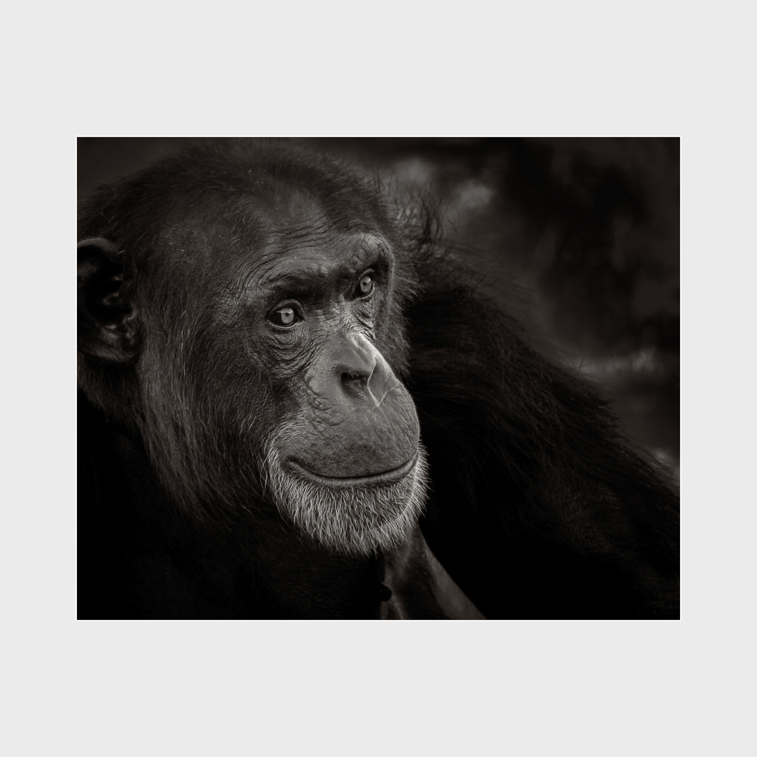 Chimpanzee-Award-3.jpg