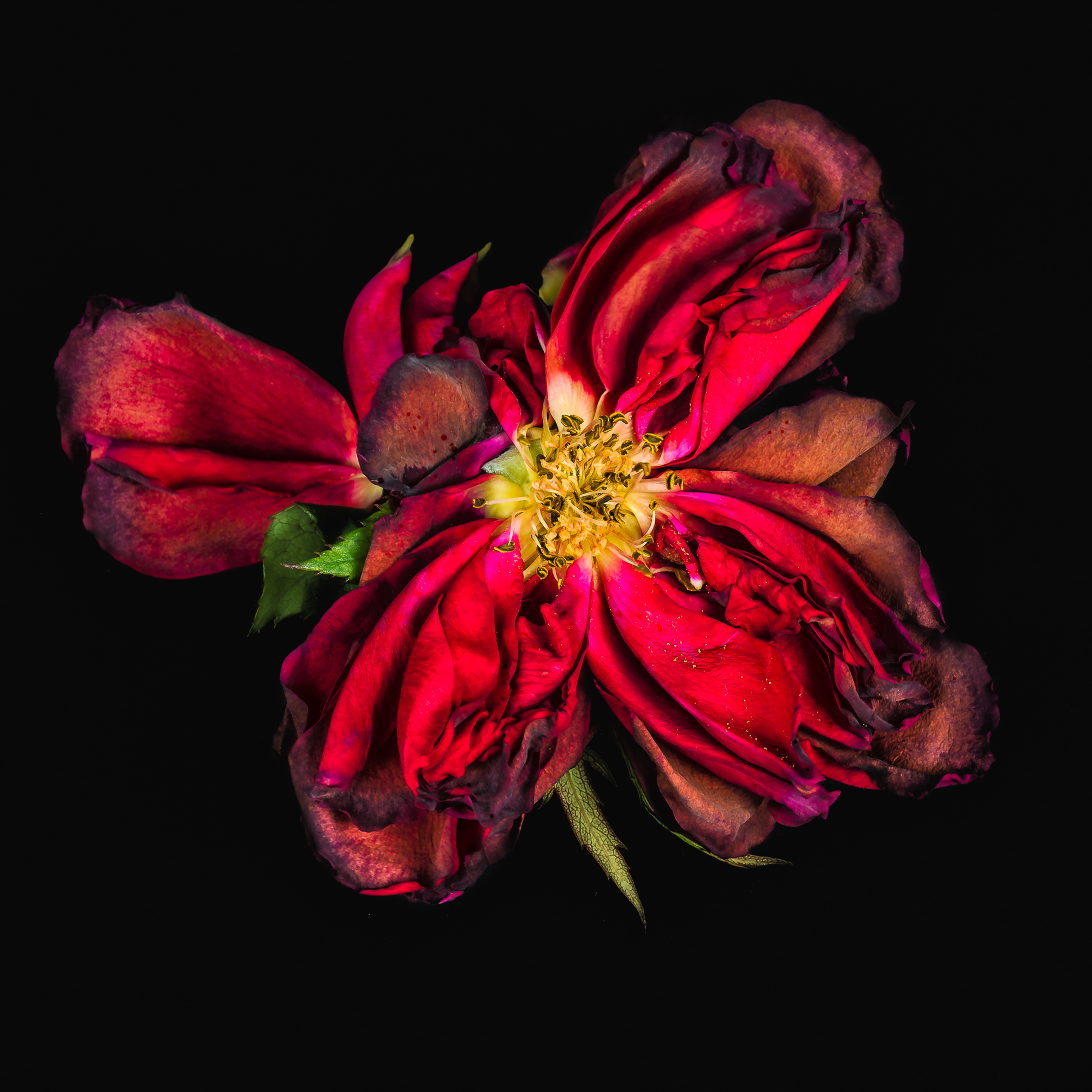 rose-209.jpg