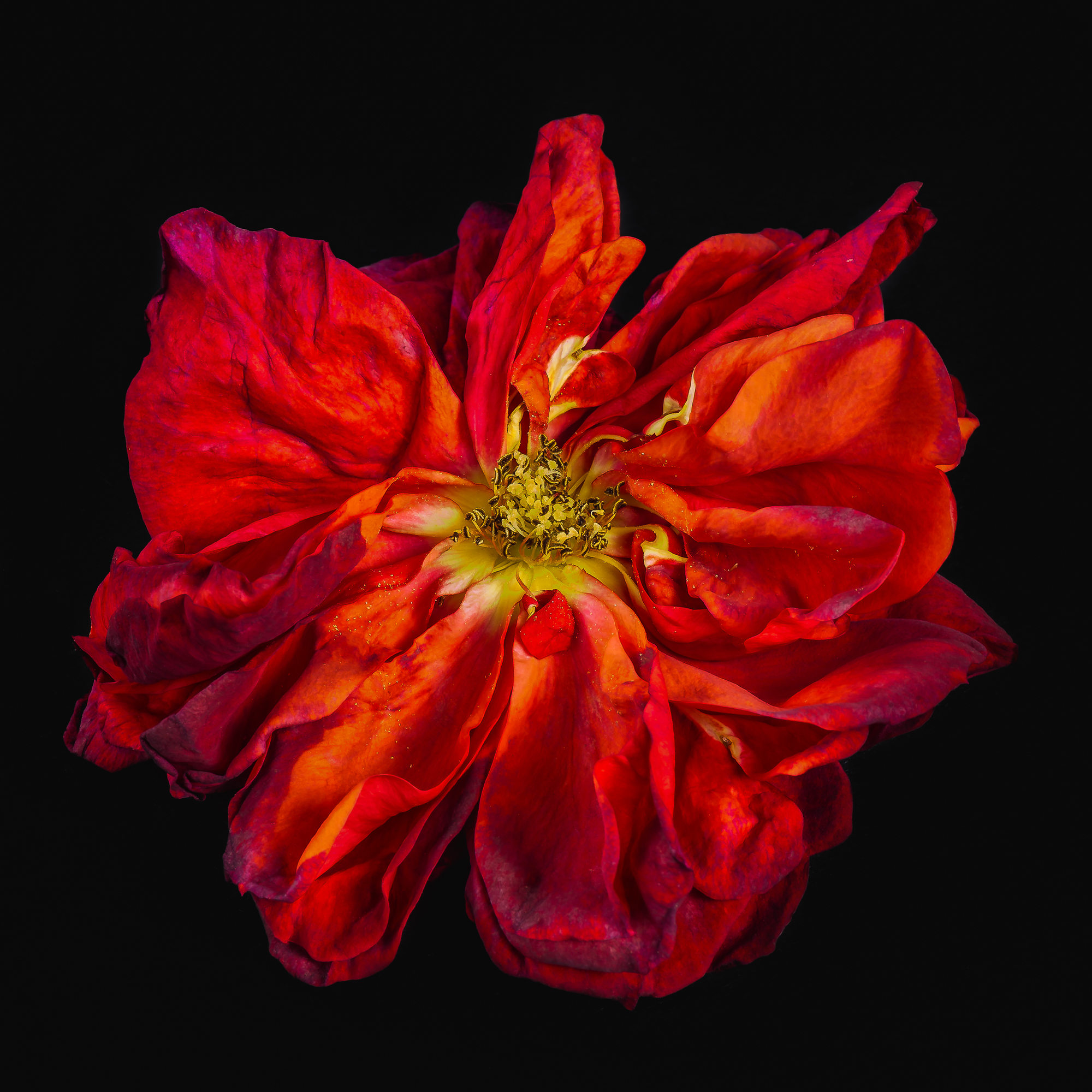 rose-203.jpg