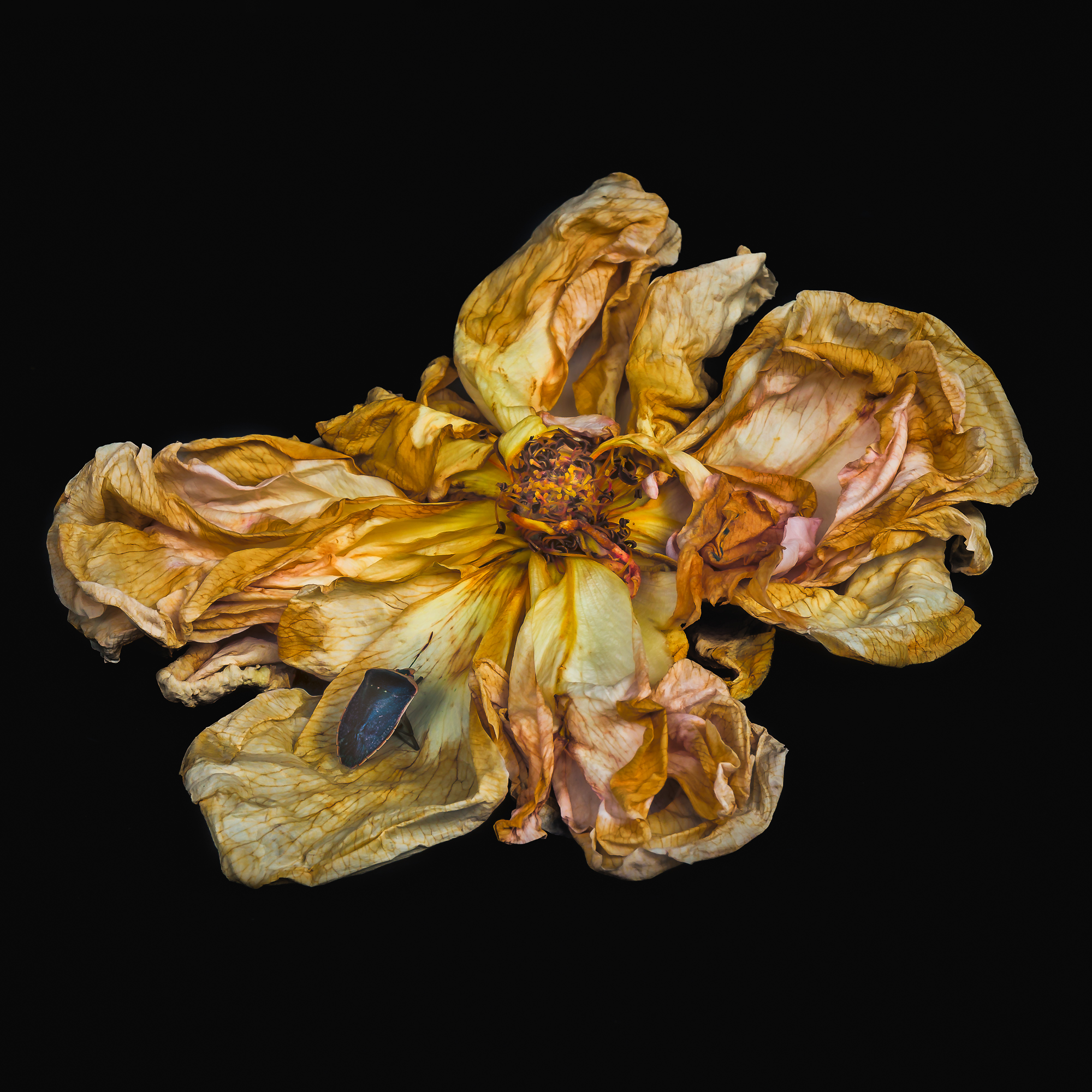 Rose-222.jpg