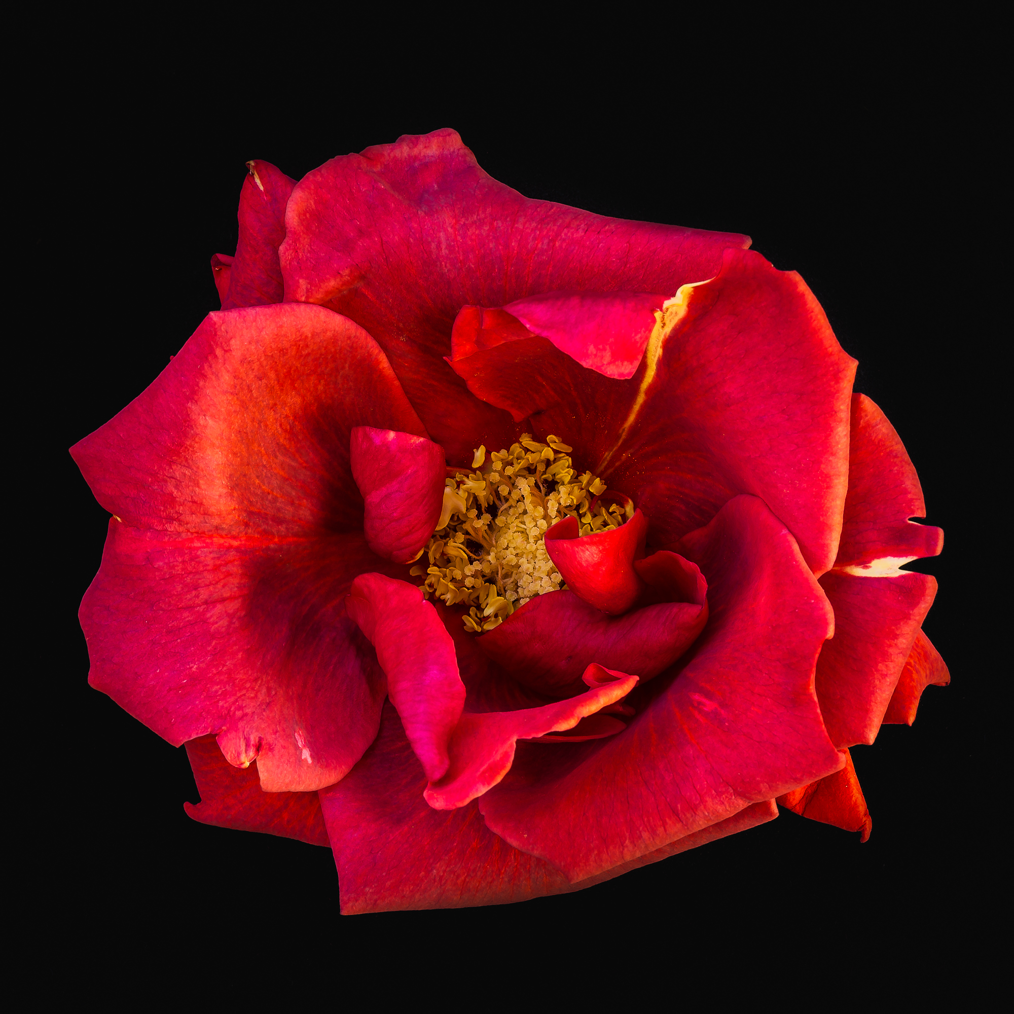 Rose-294.jpg