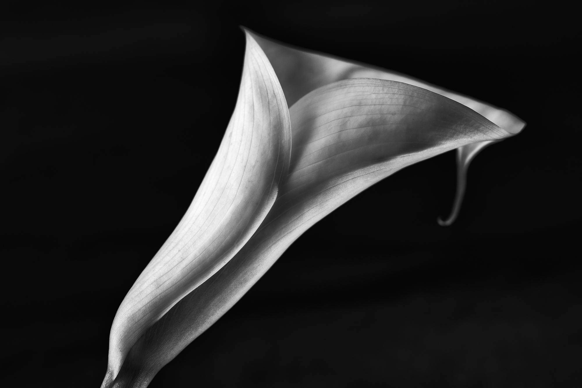 calla-907.jpg