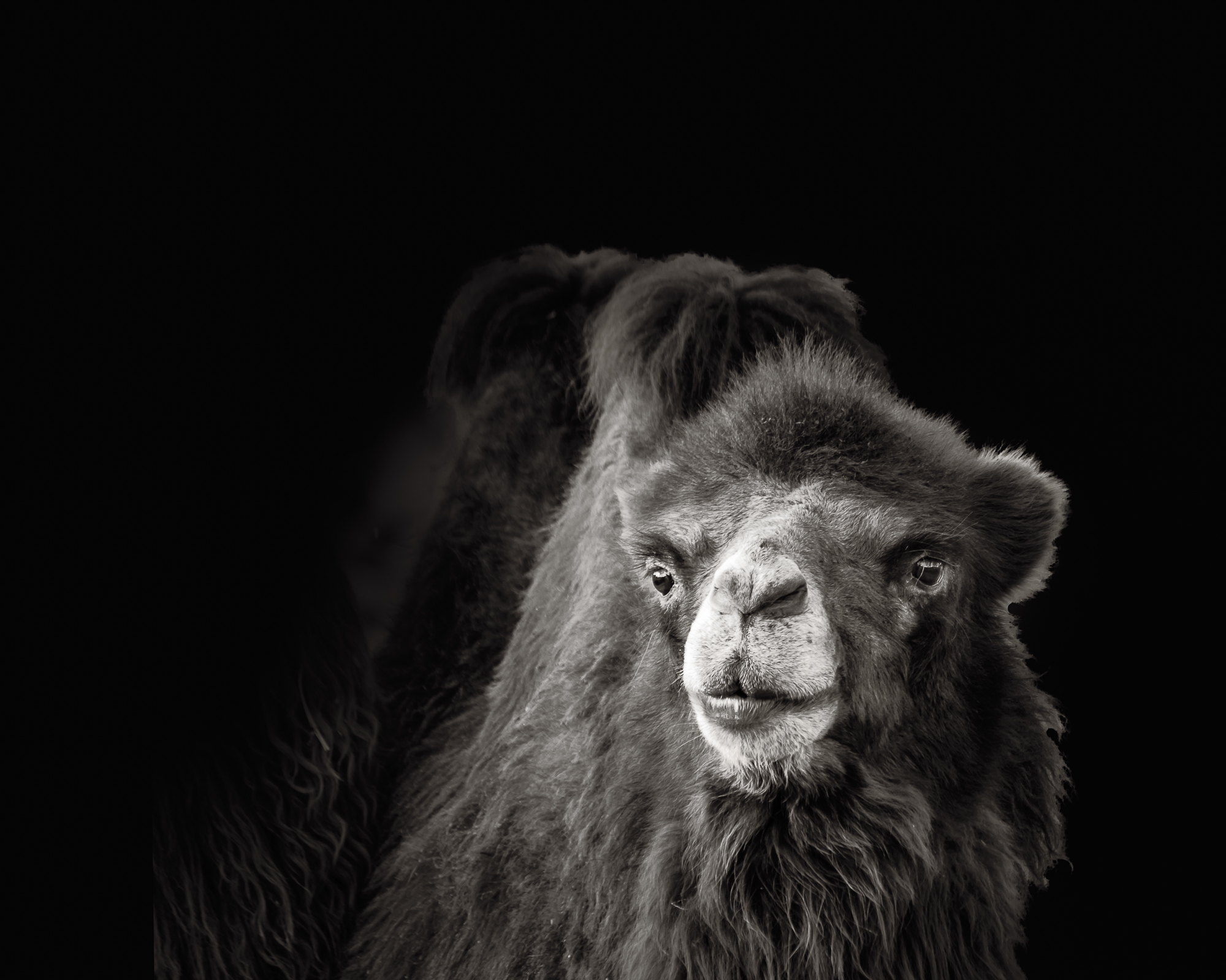 Bactrian camel.jpg